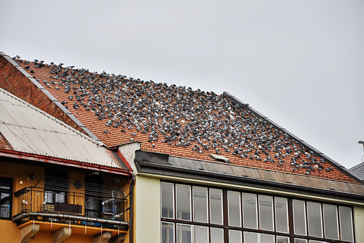A2B Pest Control are able to install spikes to deter birds from roofs in Uttoxeter. 