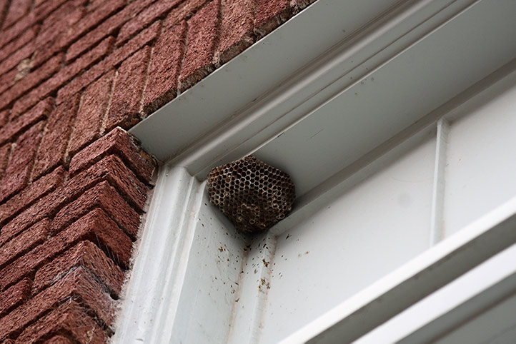 We provide a wasp nest removal service for domestic and commercial properties in Uttoxeter.